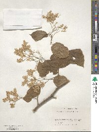 Pterostyrax corymbosus image