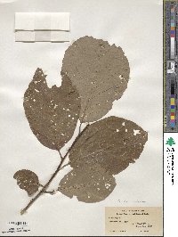 Pterostyrax corymbosus image