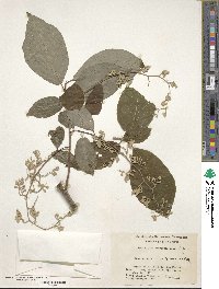 Pterostyrax corymbosus image