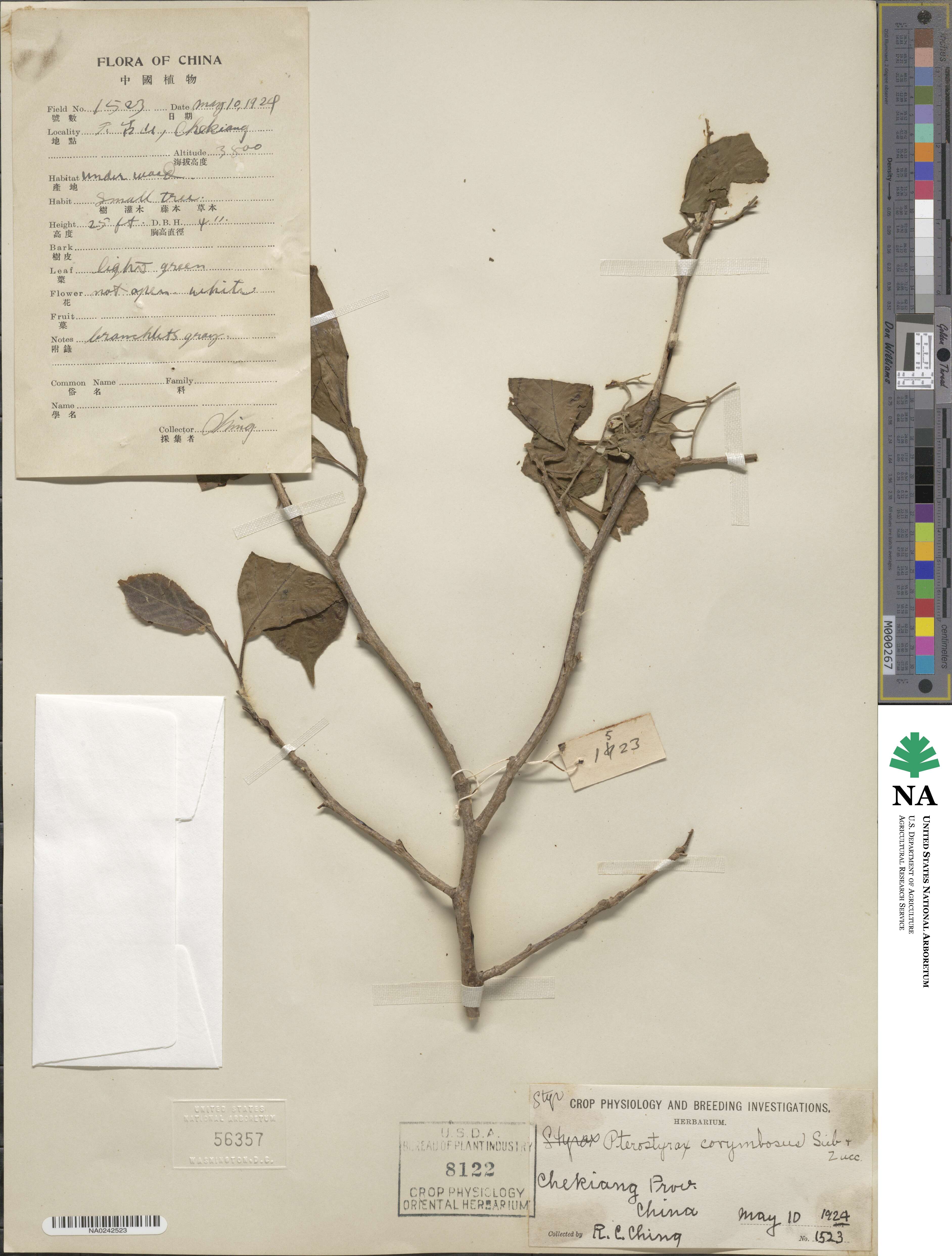 Pterostyrax corymbosus image