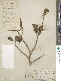 Pterostyrax corymbosus image