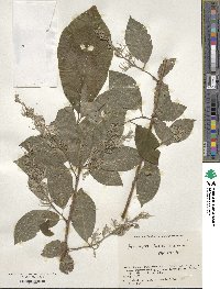 Pterostyrax hispidus image