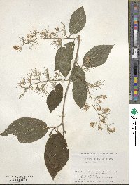 Pterostyrax hispidus image