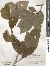 Pterostyrax hispidus image