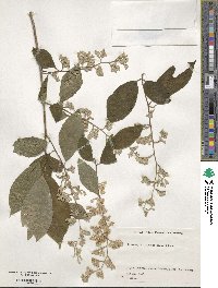 Pterostyrax hispidus image