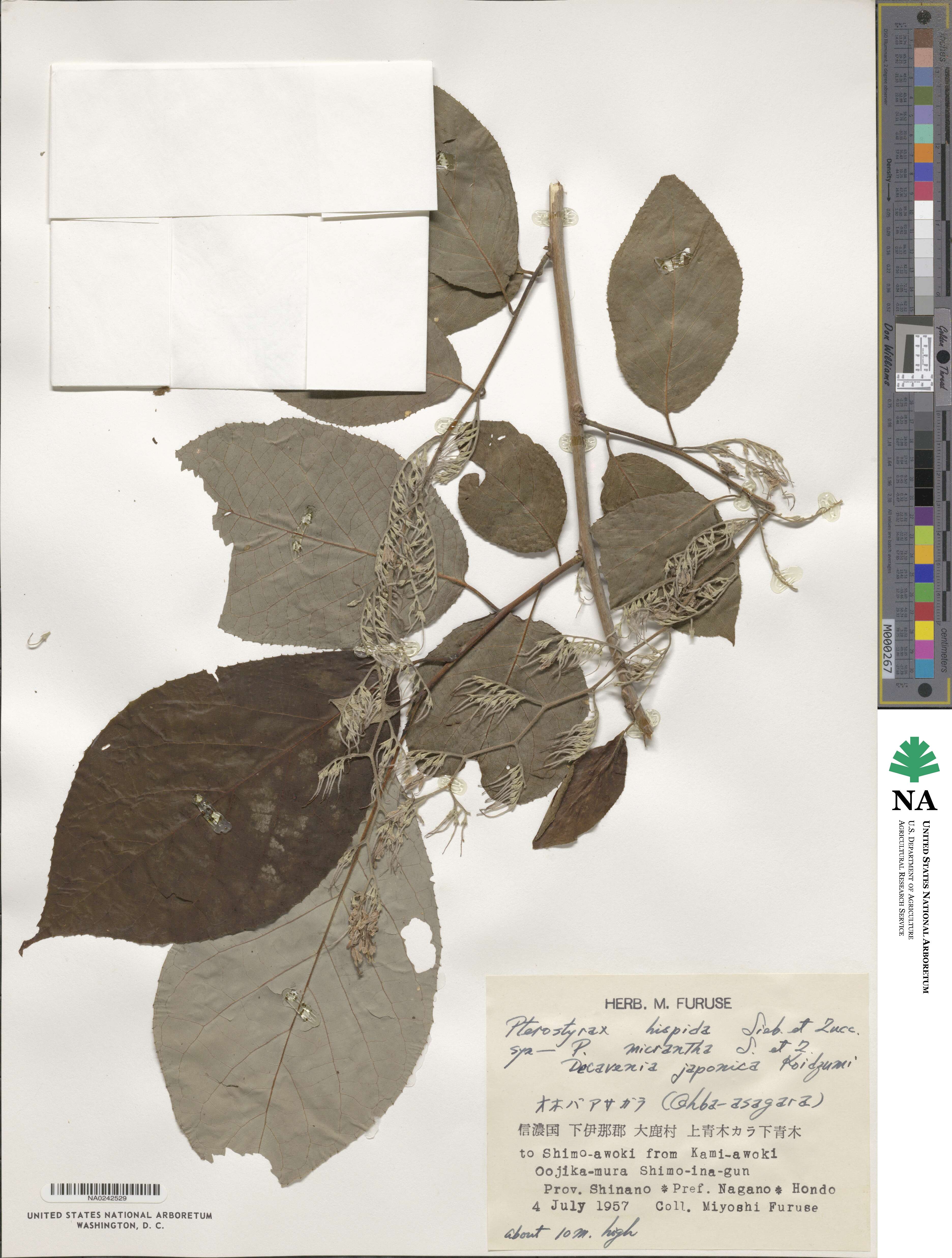 Pterostyrax hispidus image