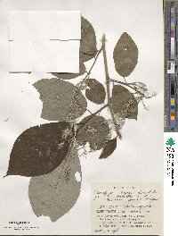 Pterostyrax hispidus image