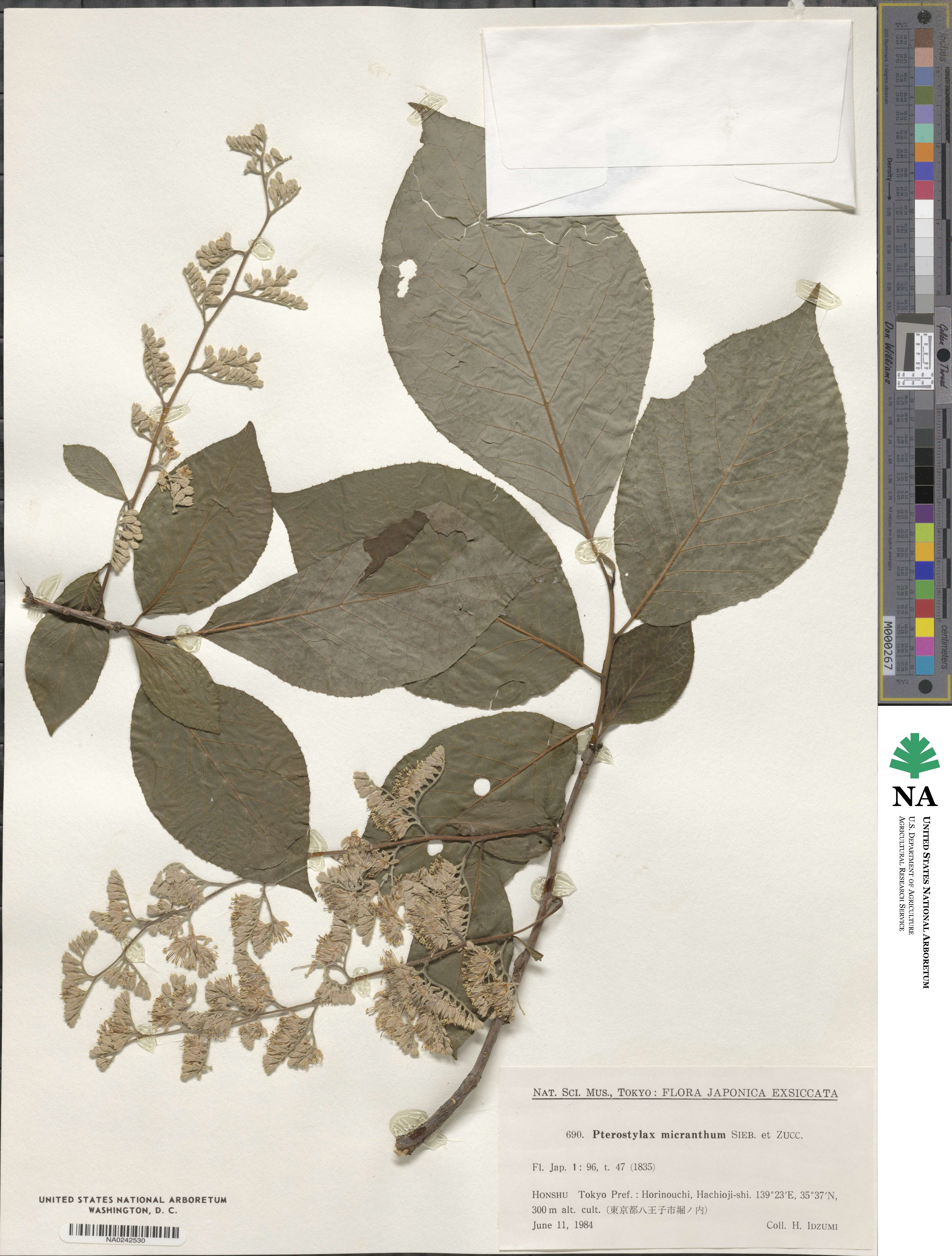 Pterostyrax hispidus image