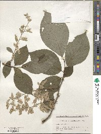 Pterostyrax hispidus image