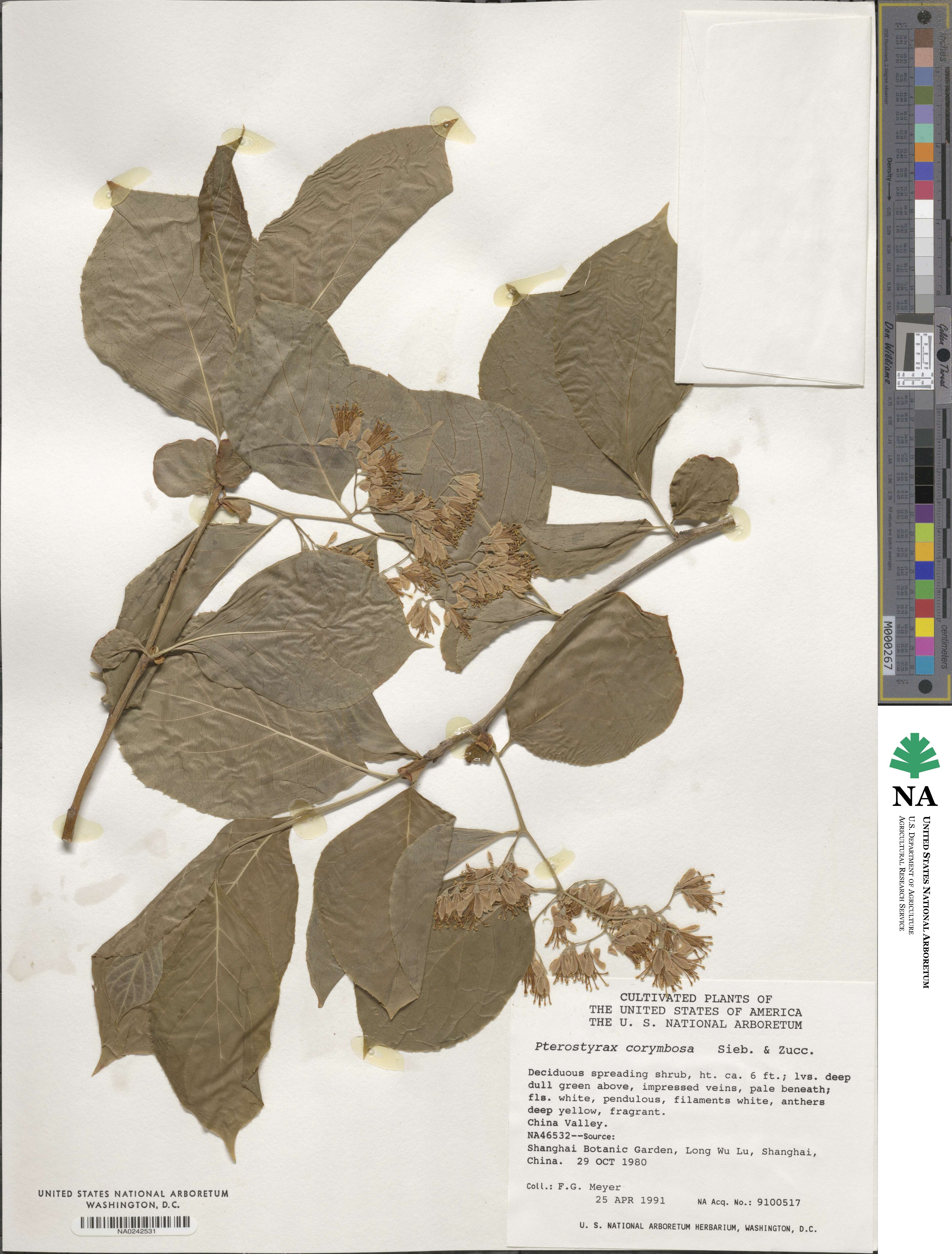 Pterostyrax corymbosus image