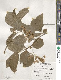 Pterostyrax corymbosus image