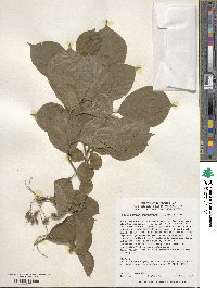 Pterostyrax corymbosus image