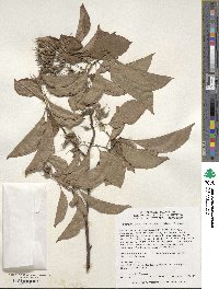 Pterostyrax corymbosus image