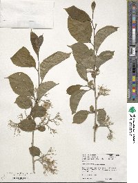 Pterostyrax corymbosus image