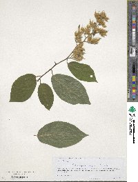 Pterostyrax hispidus image