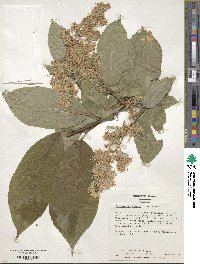 Pterostyrax hispidus image