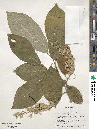 Pterostyrax hispidus image