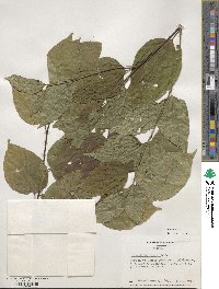 Pterostyrax hispidus image