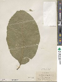 Pterostyrax hispidus image