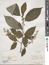 Pterostyrax hispidus image