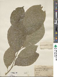 Pterostyrax hispidus image