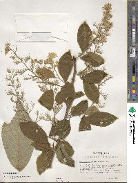 Pterostyrax hispidus image