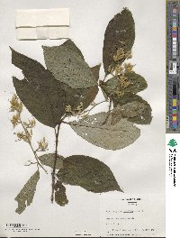 Pterostyrax hispidus image