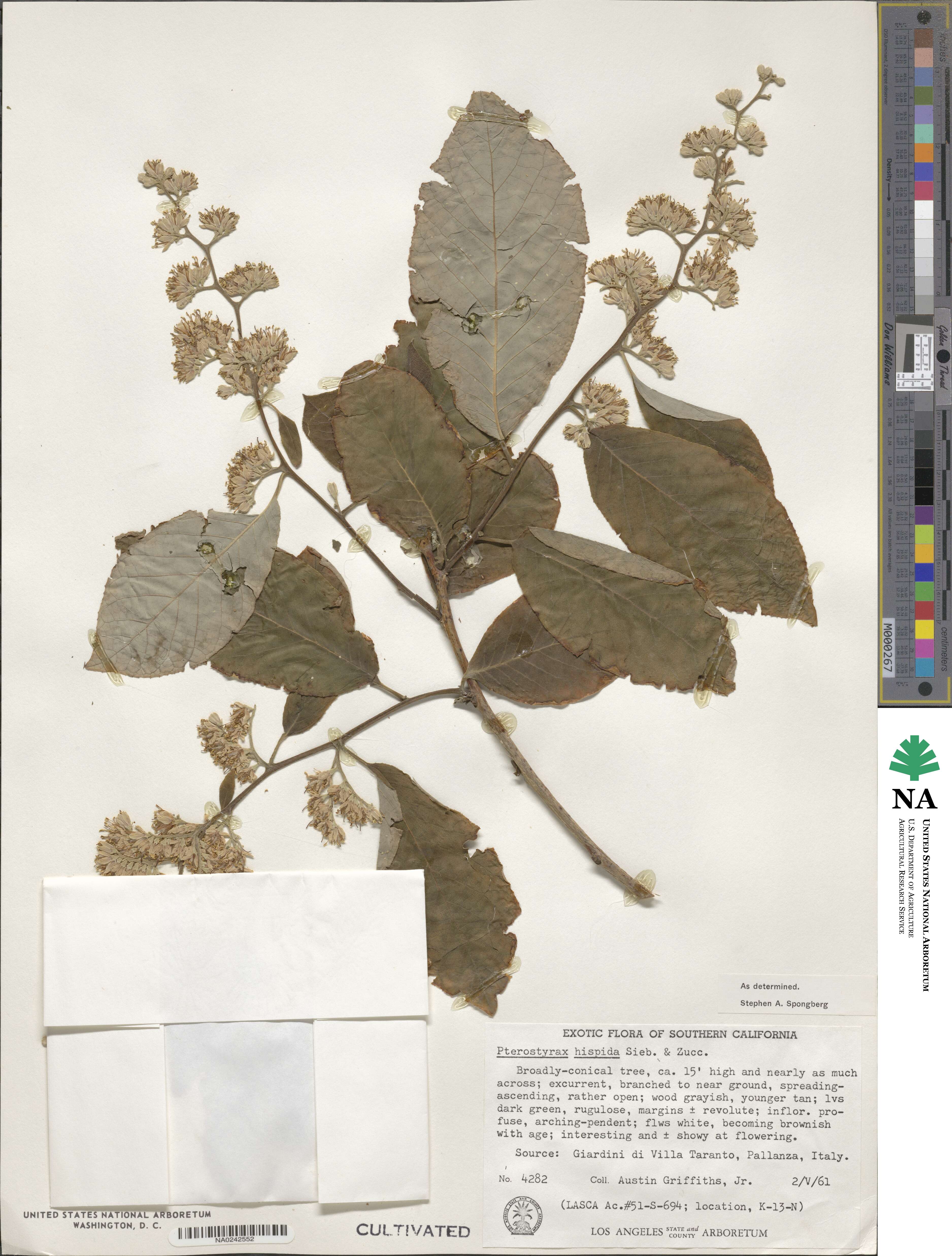 Pterostyrax hispidus image