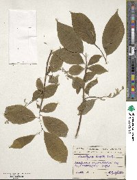 Pterostyrax hispidus image