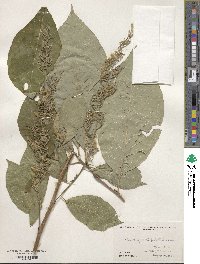 Pterostyrax hispidus image