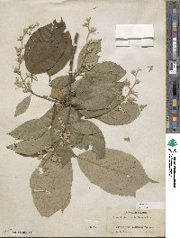 Pterostyrax hispidus image