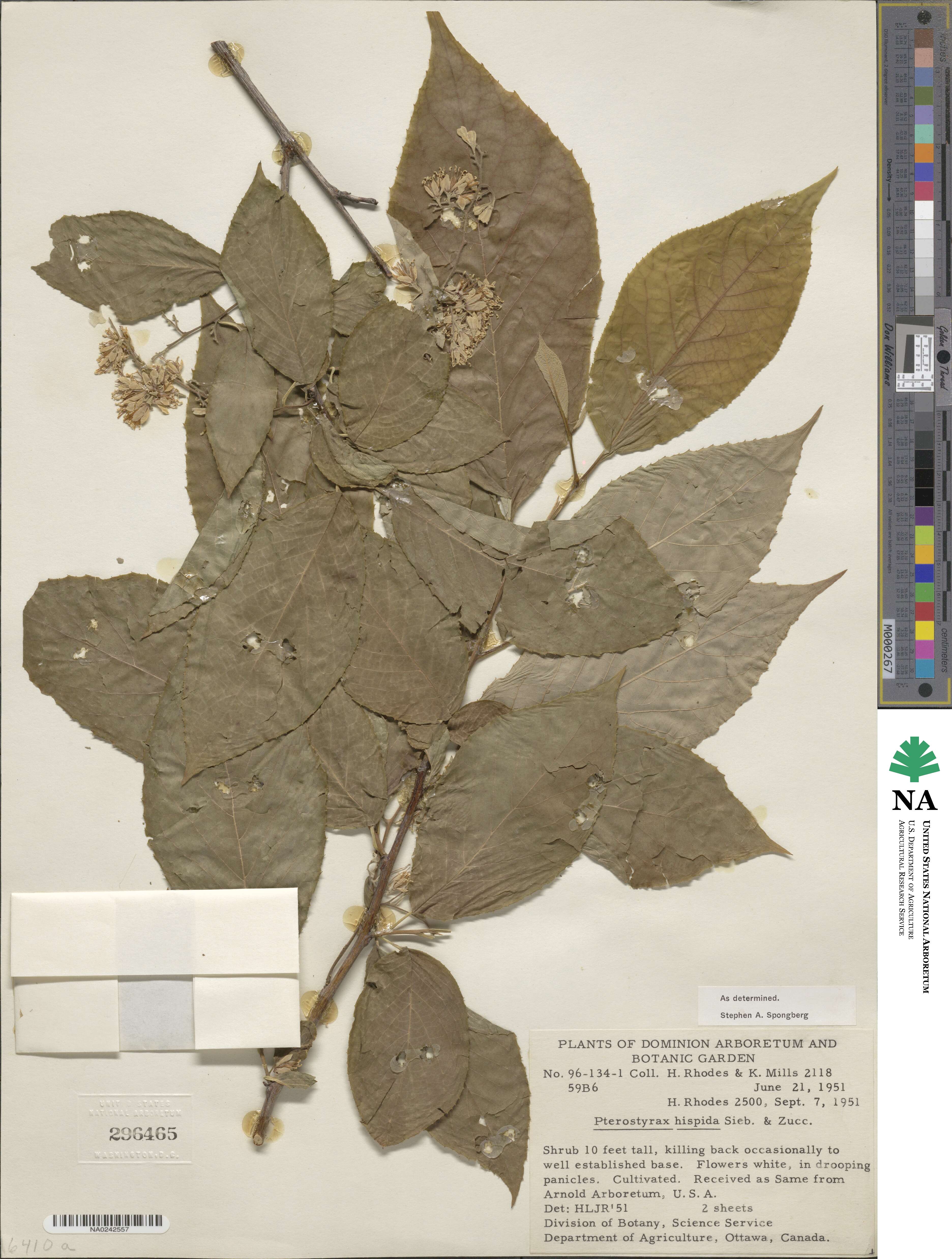 Pterostyrax hispidus image