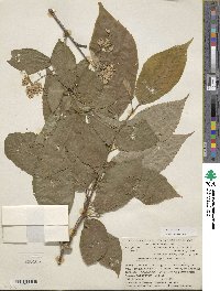 Pterostyrax hispidus image