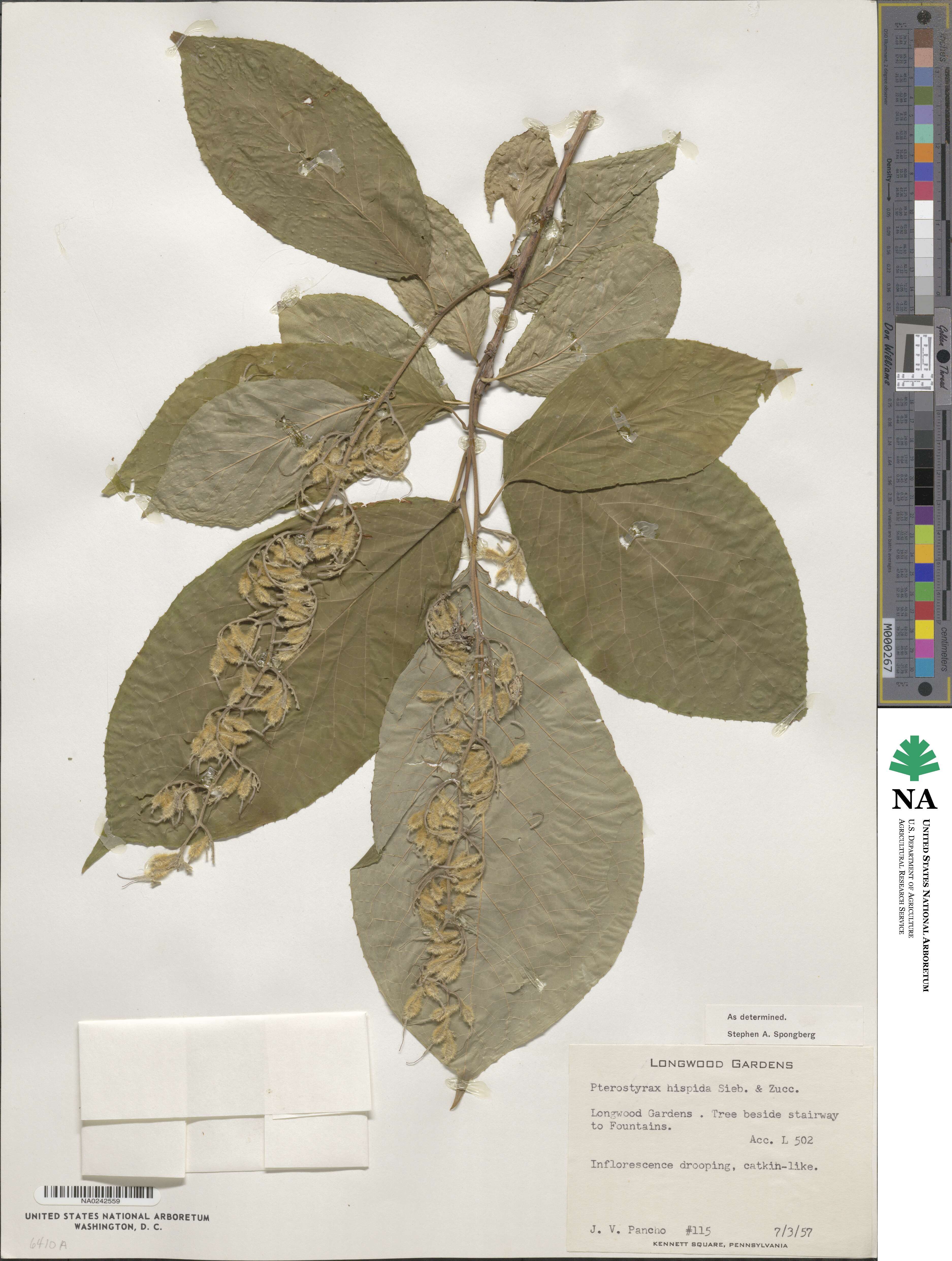 Pterostyrax hispidus image