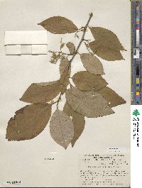 Pterostyrax hispidus image