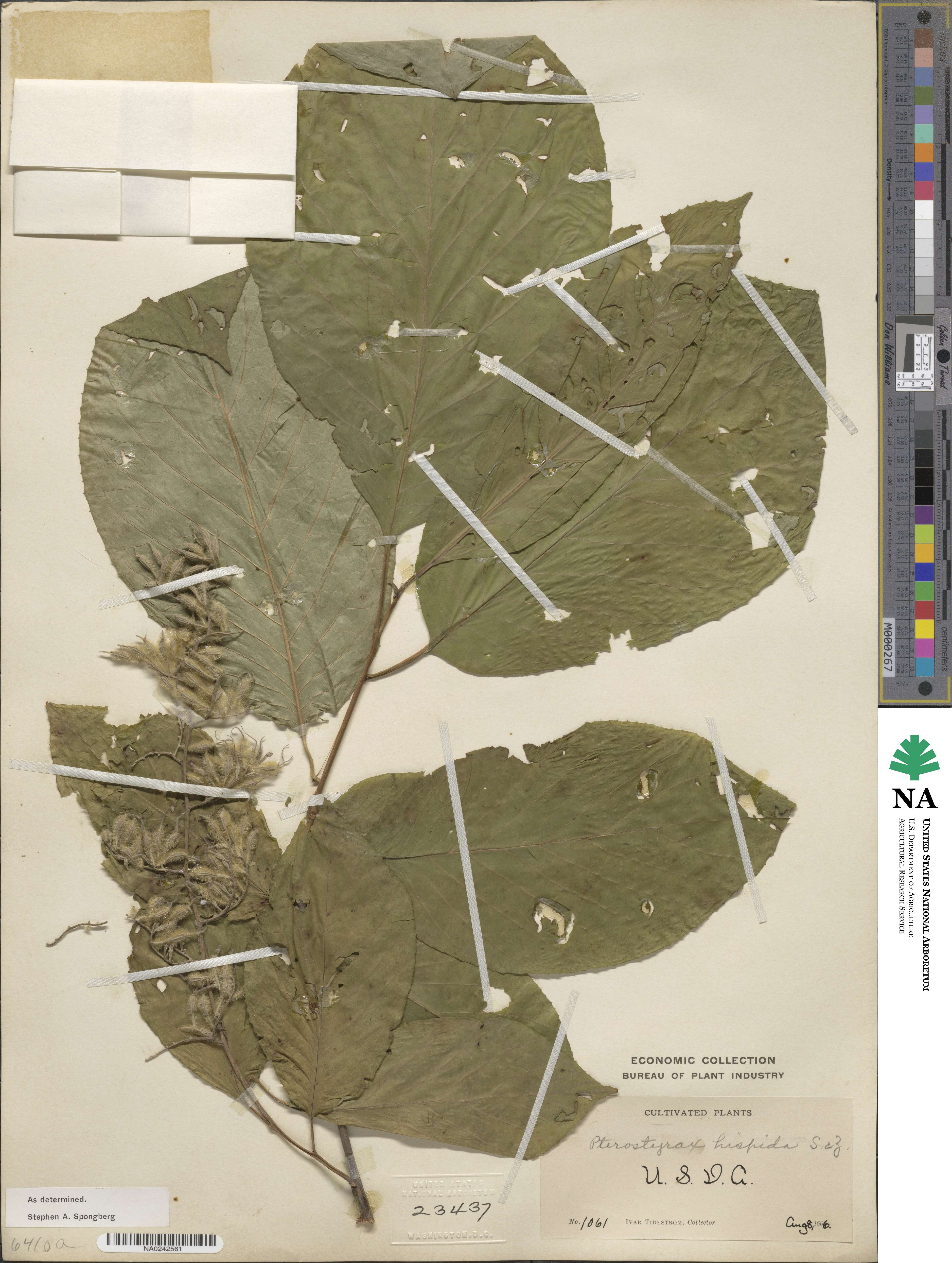 Pterostyrax hispidus image