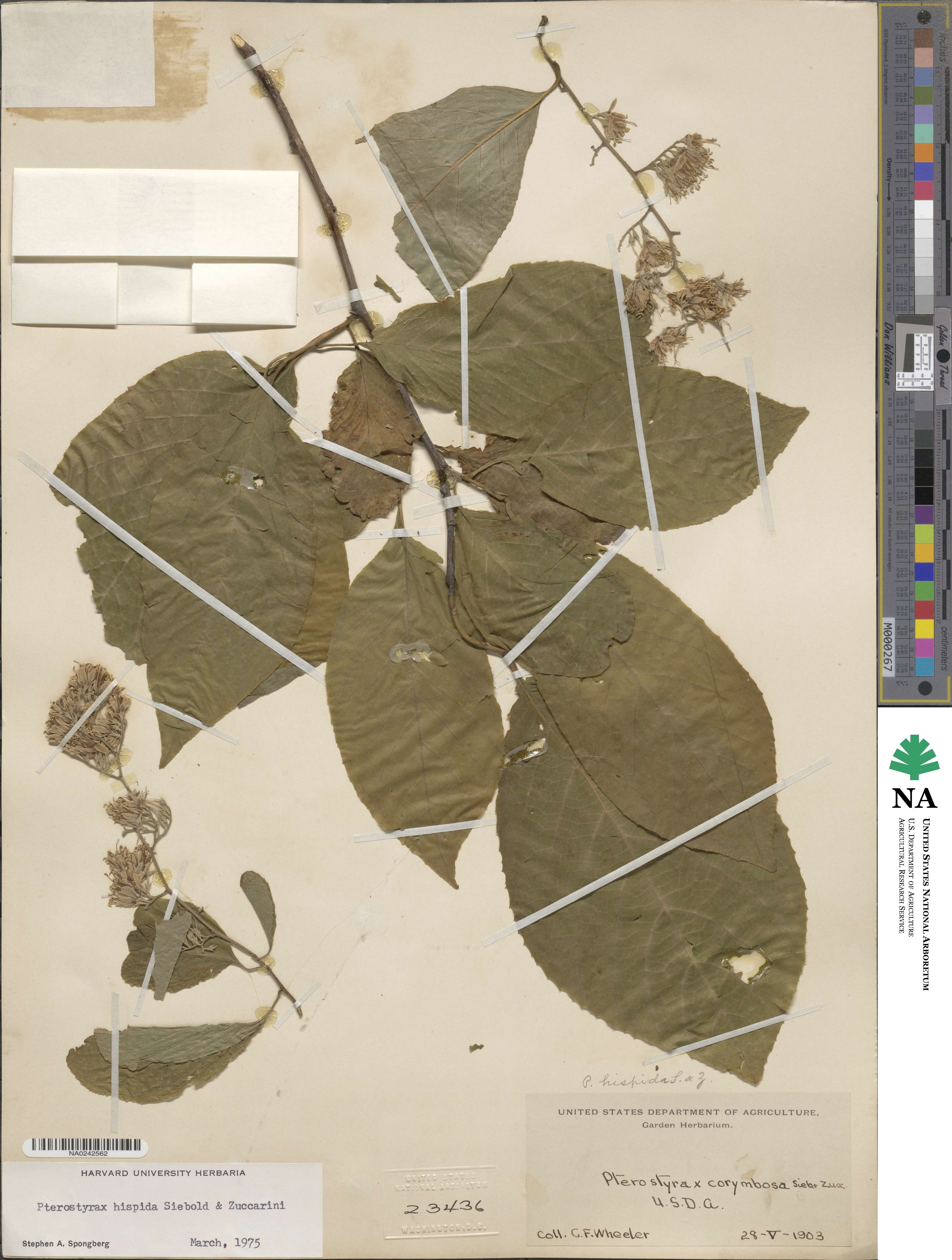 Pterostyrax hispidus image