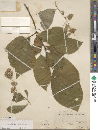 Pterostyrax hispidus image