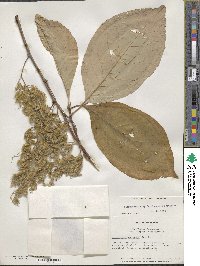 Pterostyrax hispidus image