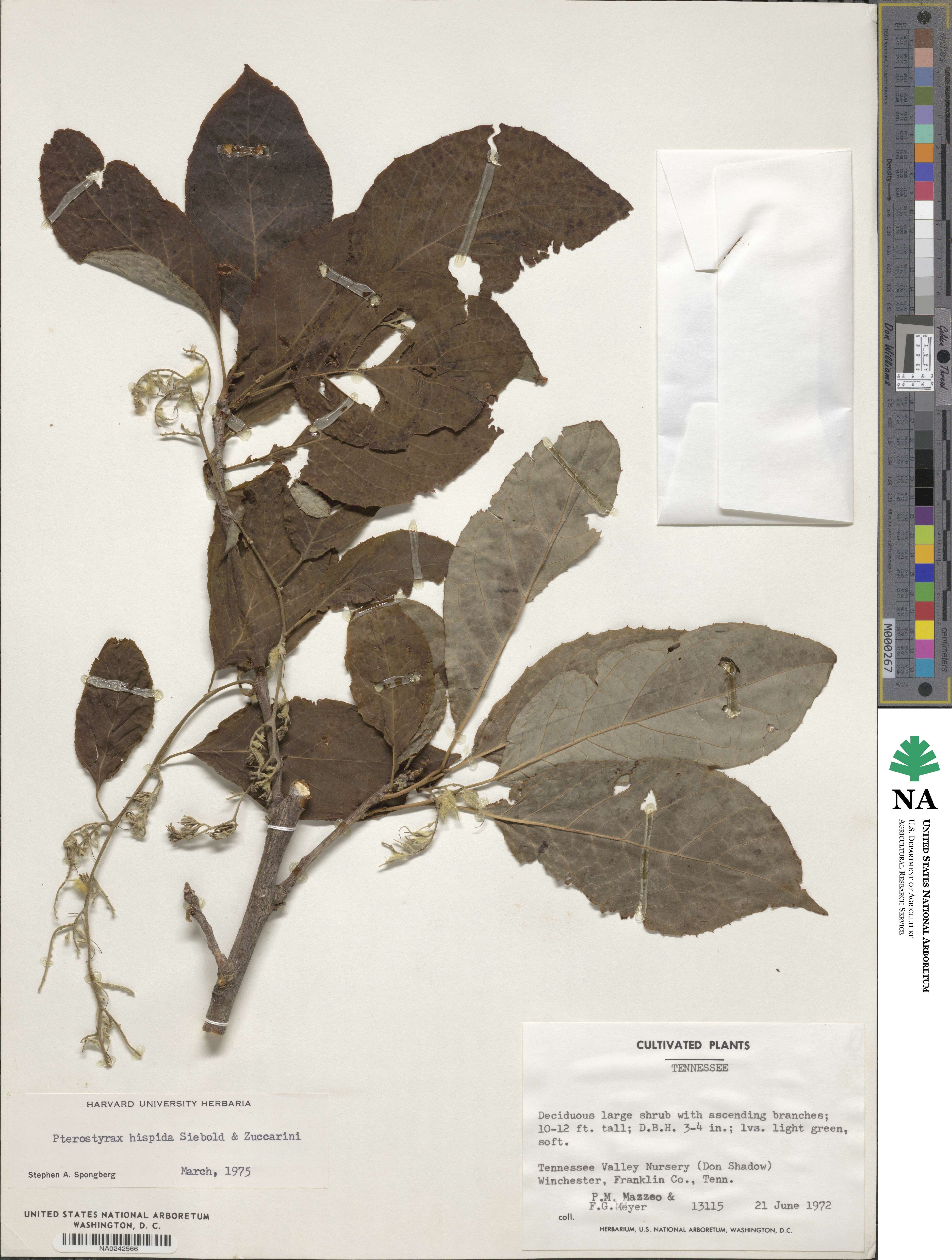 Pterostyrax image