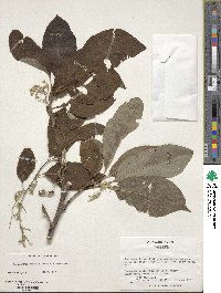 Pterostyrax hispidus image