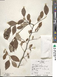 Styrax americanus image