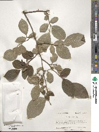 Styrax americanus image