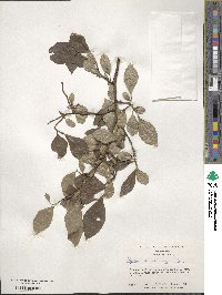 Styrax americanus image