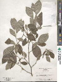 Styrax americanus image