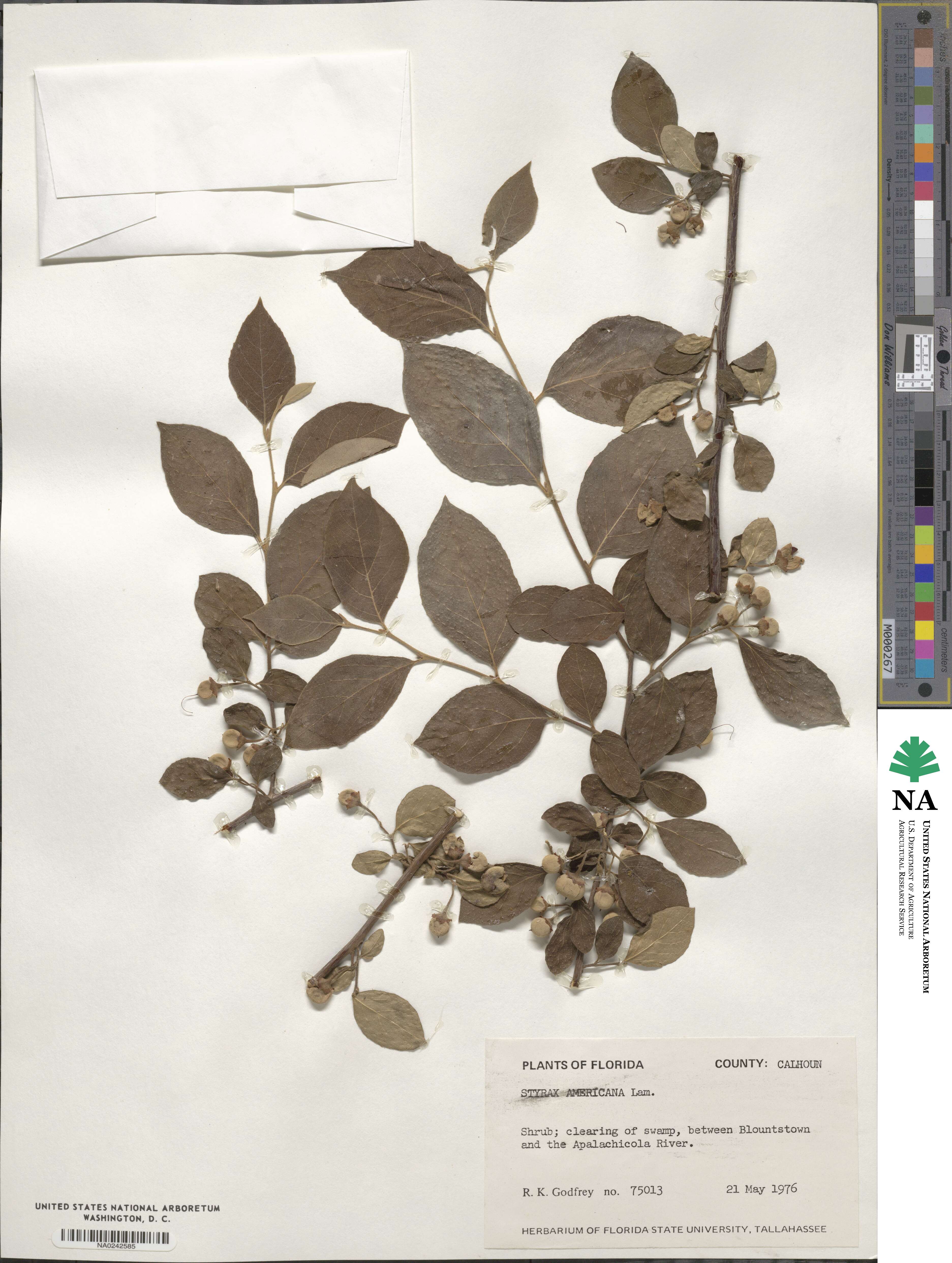 Styrax americanus image