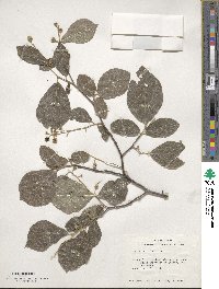 Styrax americanus image