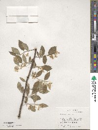 Styrax americanus image