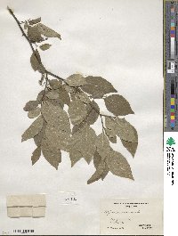 Styrax americanus image