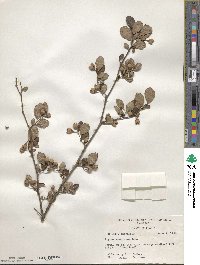 Styrax americanus image